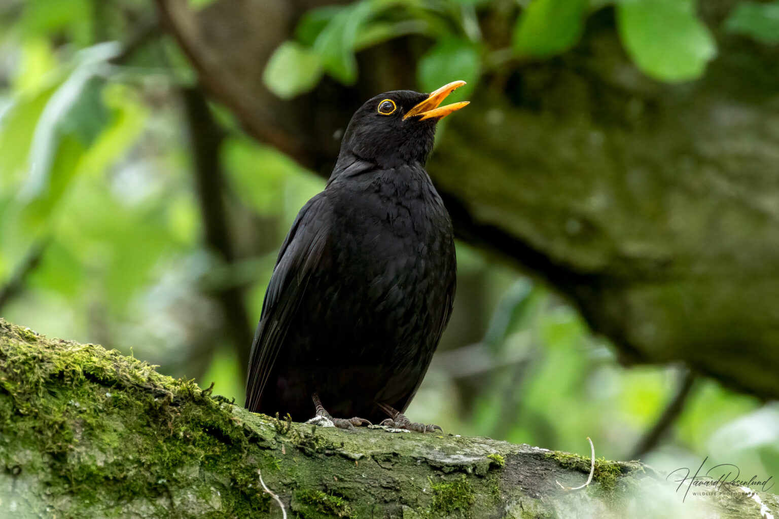 Eurasian Blackbird (Turdus merula) @ Botanical Garden, Oslo, Norway. Photo: Håvard Rosenlund
