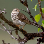 Meadow Pipit (Anthus pratensis) @ Fokstumyra Nature Reserve, Norway. Photo: Håvard Rosenlund