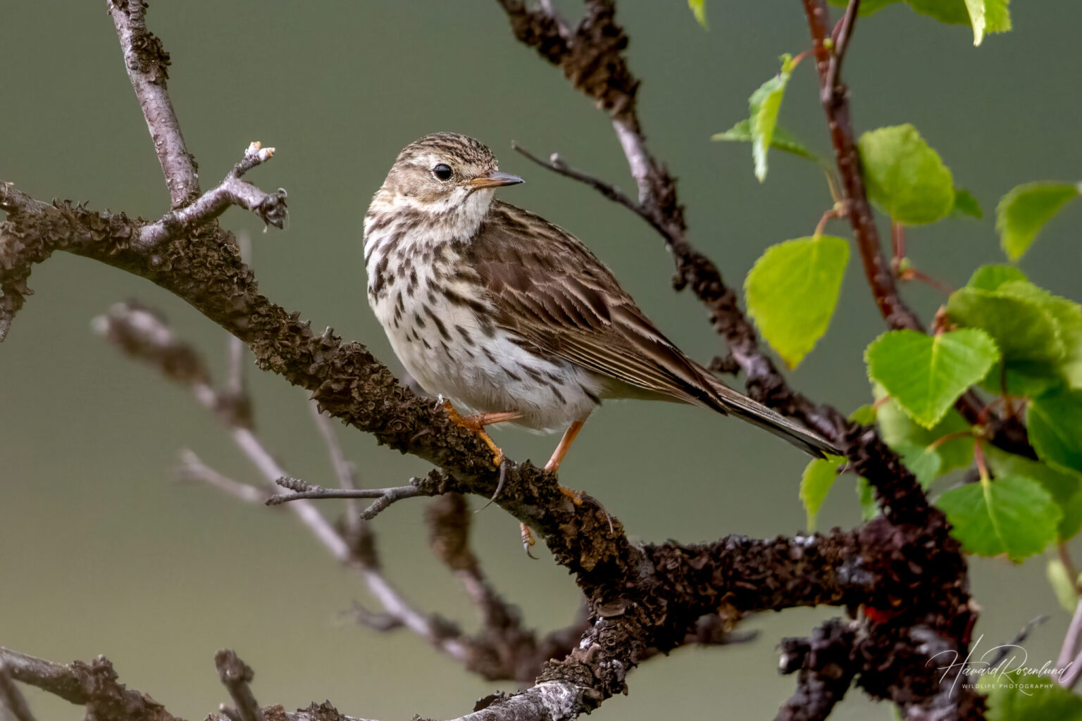 Meadow Pipit (Anthus pratensis) @ Fokstumyra Nature Reserve, Norway. Photo: Håvard Rosenlund