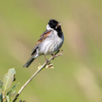 Reed Bunting (Emberiza schoeniclus) - Male @ Årnestangen - Nordre Øyeren Nature Reserve, Norway. Photo: Håvard Rosenlund