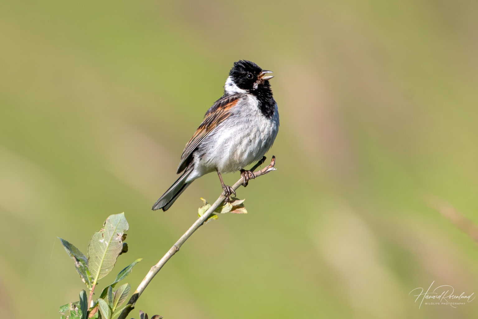 Reed Bunting (Emberiza schoeniclus) - Male @ Årnestangen - Nordre Øyeren Nature Reserve, Norway. Photo: Håvard Rosenlund