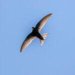 Common Swift (Apus apus) @ Årnestangen - Nordre Øyeren Nature Reserve, Norway. Photo: Håvard Rosenlund