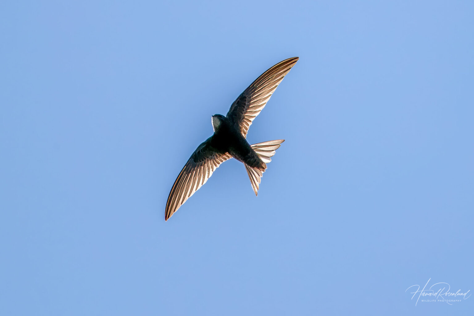 Common Swift (Apus apus) @ Årnestangen - Nordre Øyeren Nature Reserve, Norway. Photo: Håvard Rosenlund