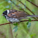 Reed Bunting (Emberiza schoeniclus) - Male @ Årnestangen - Nordre Øyeren Nature Reserve, Norway. Photo: Håvard Rosenlund