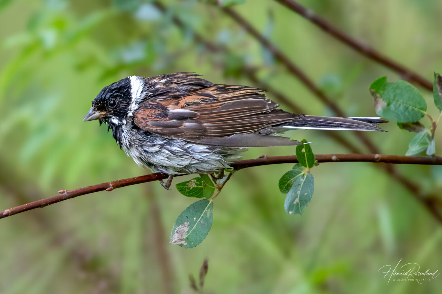 Reed Bunting (Emberiza schoeniclus) - Male @ Årnestangen - Nordre Øyeren Nature Reserve, Norway. Photo: Håvard Rosenlund