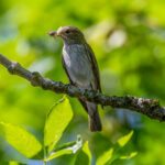 Spotted Flycatcher (Muscicapa striata) @ Sandvika, Norway. Photo: Håvard Rosenlund