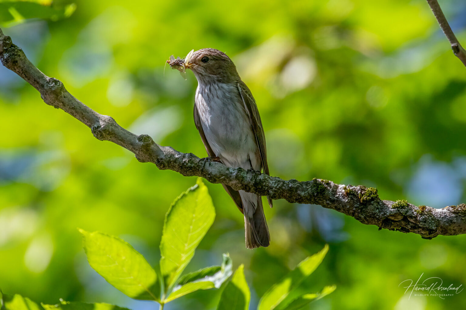 Spotted Flycatcher (Muscicapa striata) @ Sandvika, Norway. Photo: Håvard Rosenlund