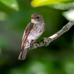 Spotted Flycatcher (Muscicapa striata) @ Sandvika, Norway. Photo: Håvard Rosenlund