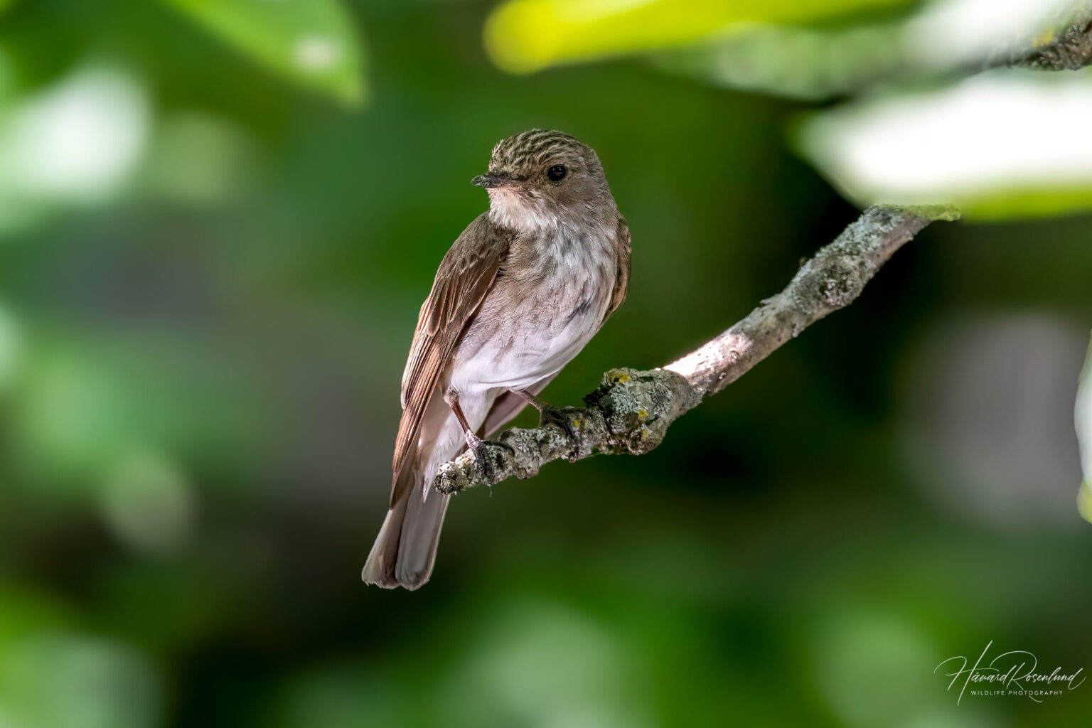 Spotted Flycatcher (Muscicapa striata) @ Sandvika, Norway. Photo: Håvard Rosenlund