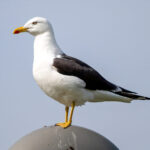 Lesser Black-backed Gull (Larus fuscus) @ Fornebu, Norway. Photo: Håvard Rosenlund