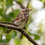 Redwing (Turdus iliacus) @ Fornebu, Norway. Photo: Håvard Rosenlund