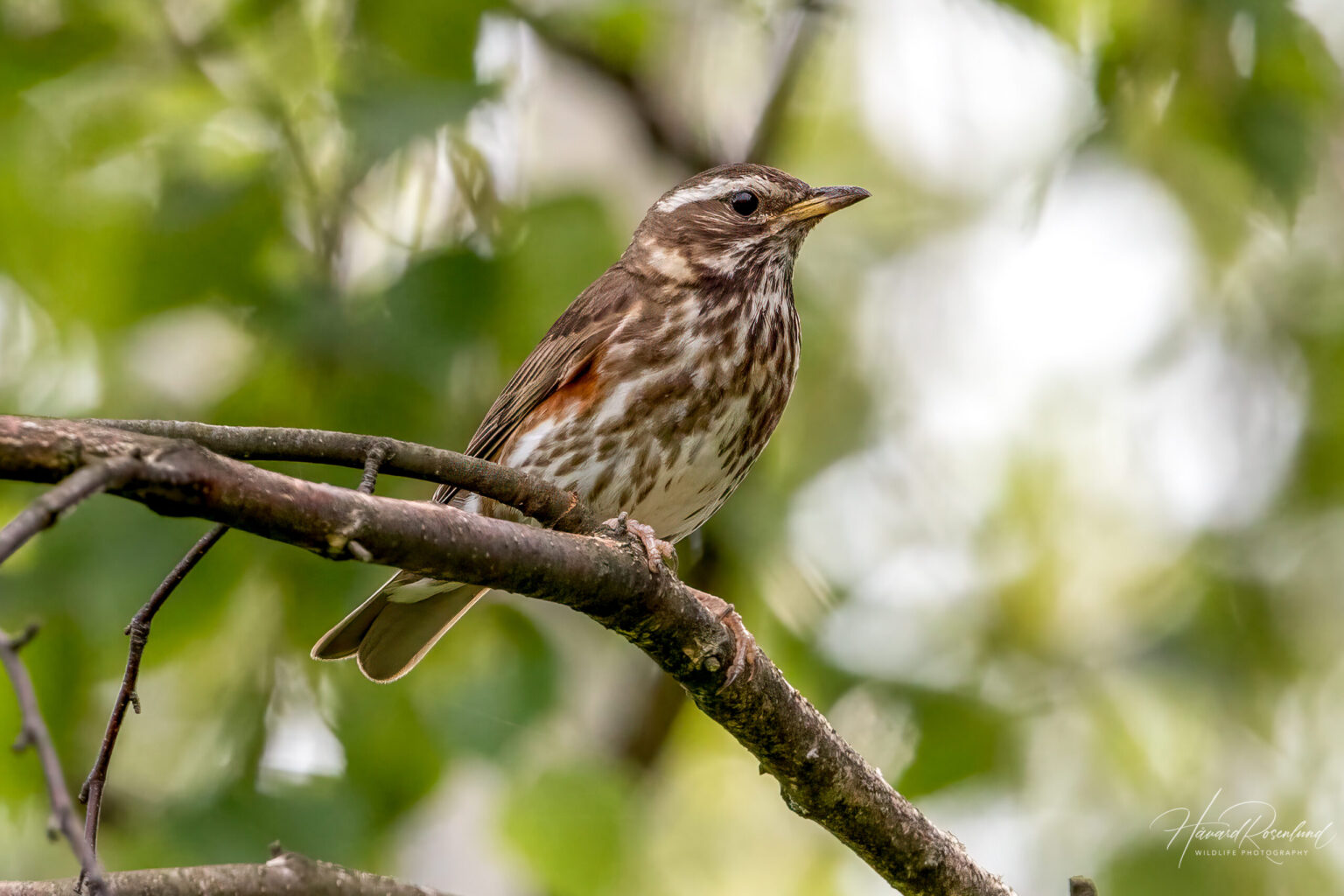 Redwing (Turdus iliacus) @ Fornebu, Norway. Photo: Håvard Rosenlund