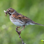Reed Bunting (Emberiza schoeniclus) - Female @ Fokstumyra Nature Reserve, Norway. Photo: Håvard Rosenlund
