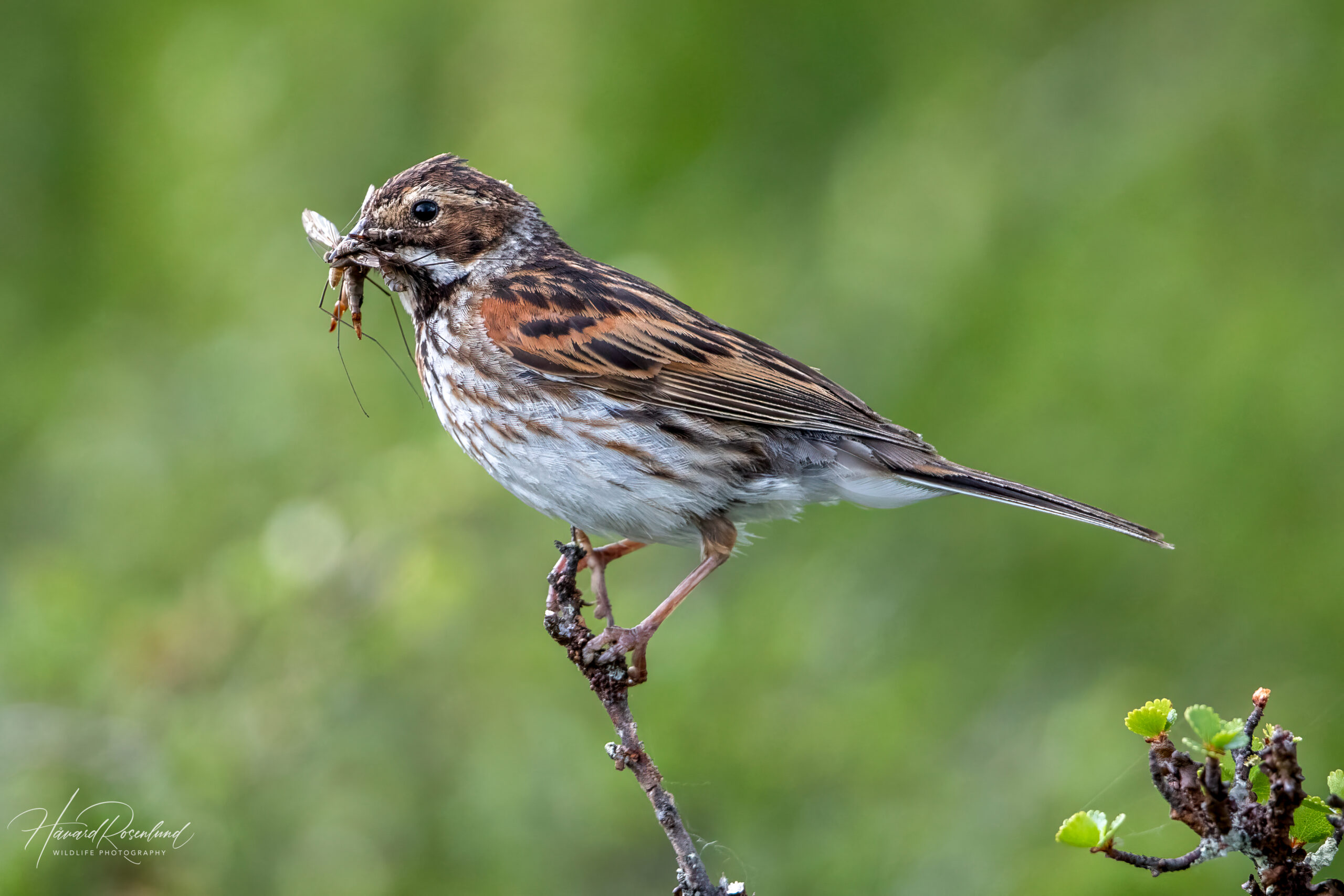 Sivspurv (Emberiza schoeniclus) - Hunnfugl @ Fokstumyra Naturreservat. Foto: Håvard Rosenlund