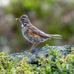 Redwing (Turdus iliacus) @ Dovrefjell-Sunndalsfjella National Park, Norway. Photo: Håvard Rosenlund