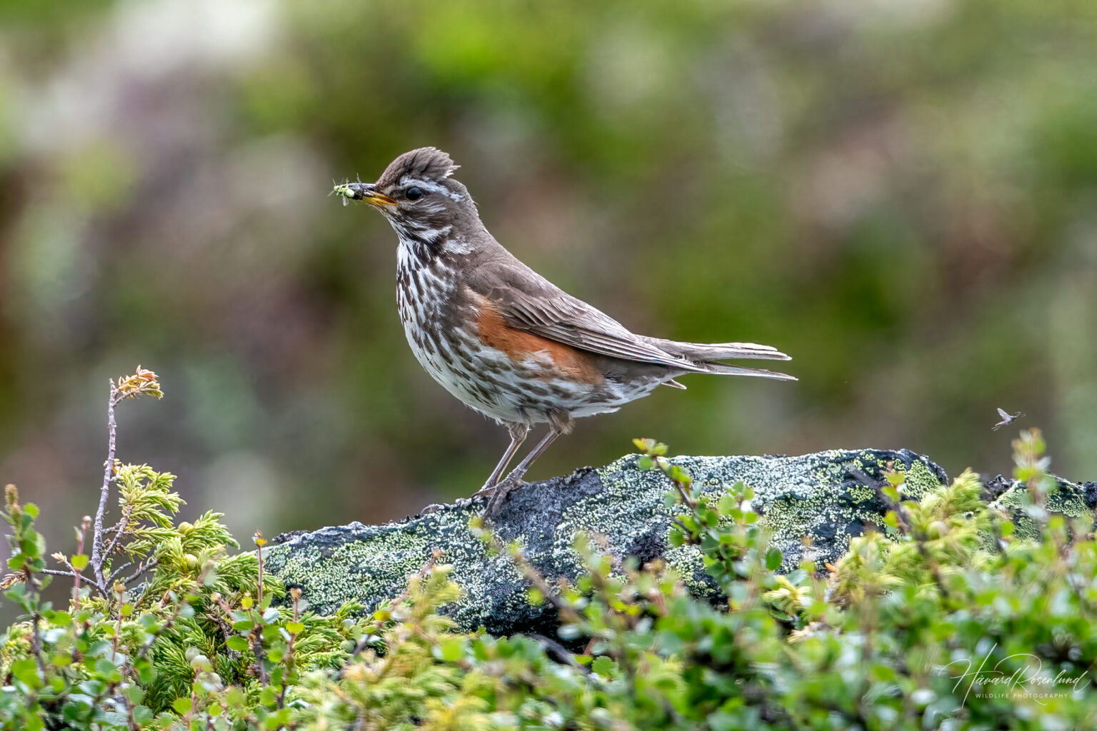 Redwing (Turdus iliacus) @ Dovrefjell-Sunndalsfjella National Park, Norway. Photo: Håvard Rosenlund