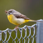 Grey Wagtail (Motacilla cinerea) @ Nittedal, Norway. Photo: Håvard Rosenlund