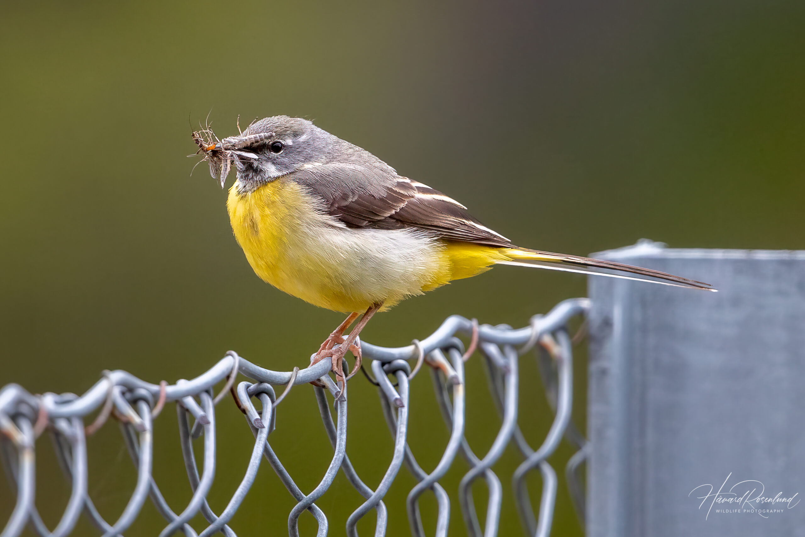 Vintererle (Motacilla cinerea) @ Nittedal. Foto: Håvard Rosenlund