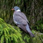 Common Wood Pigeon (Columba palumbus) @ Nittedal, Norway. Photo: Håvard Rosenlund
