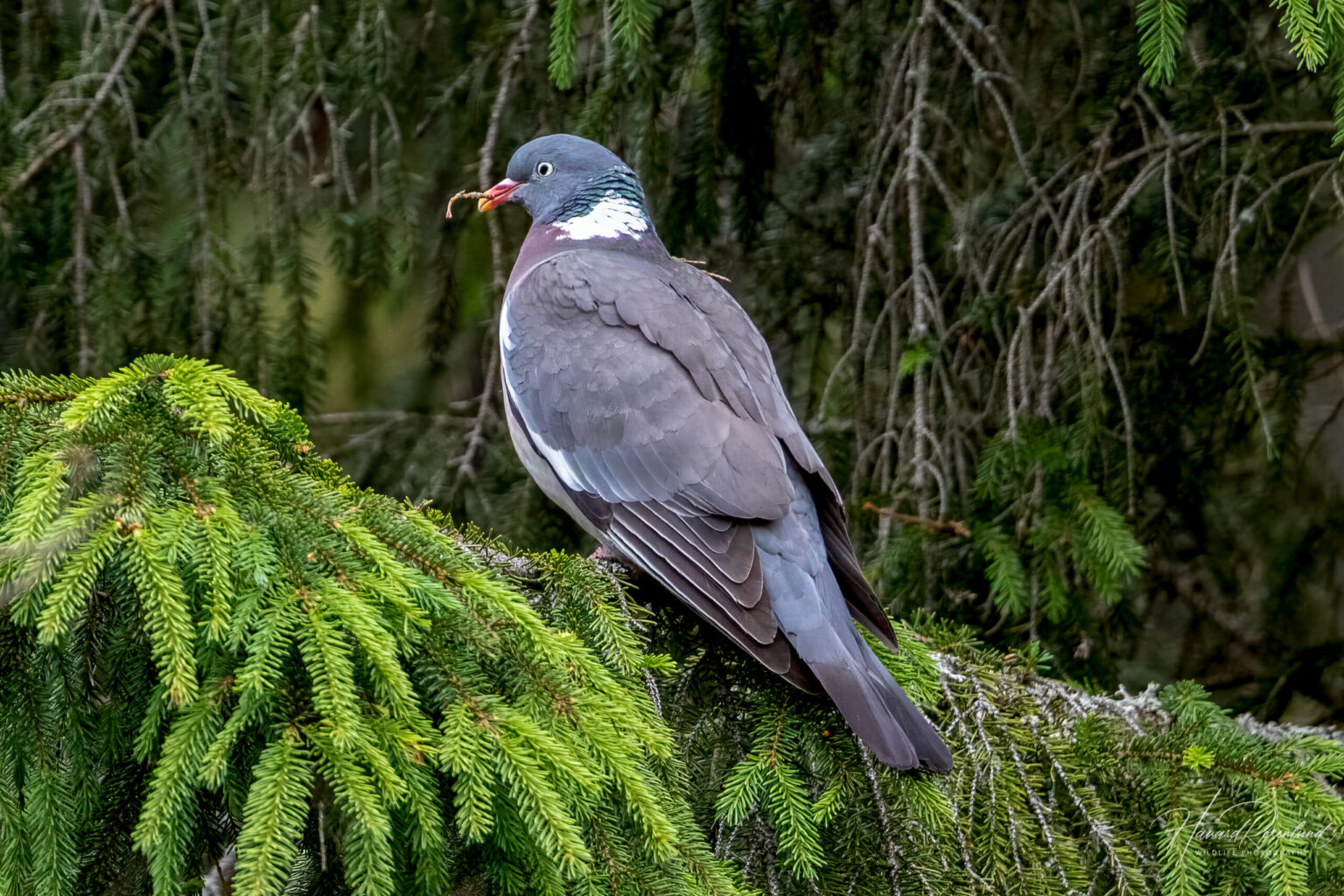 Common Wood Pigeon (Columba palumbus) @ Nittedal, Norway. Photo: Håvard Rosenlund