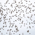Stær (Sturnus vulgaris) @ Fornebu. Foto: Håvard Rosenlund