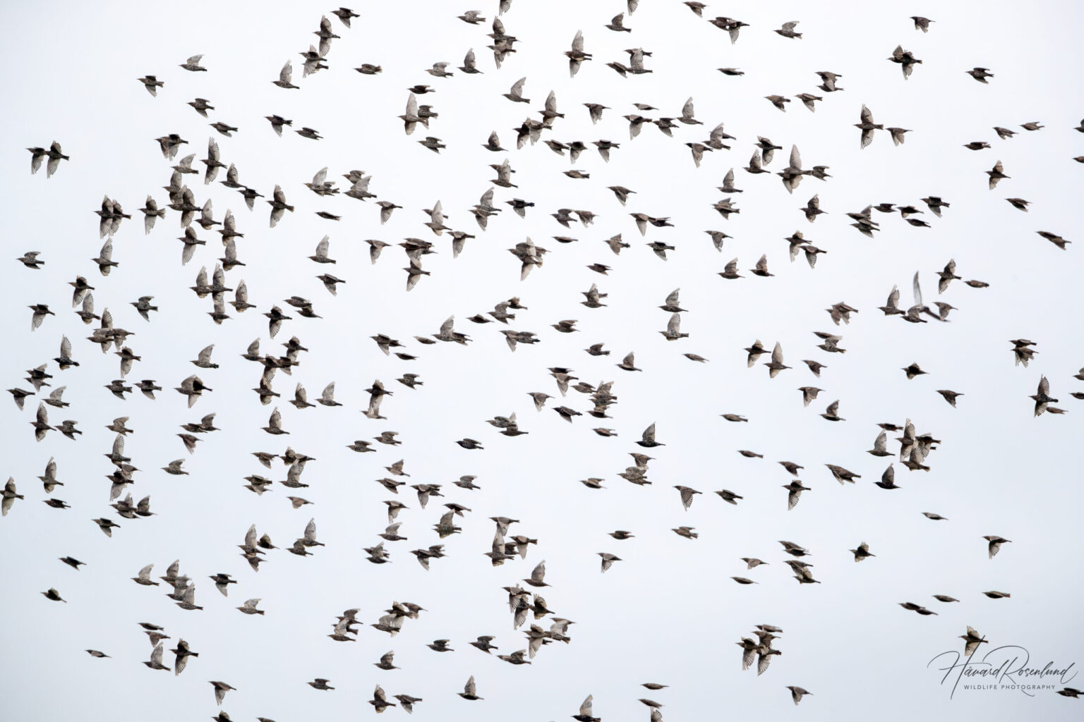 Stær (Sturnus vulgaris) @ Fornebu. Foto: Håvard Rosenlund