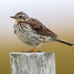 Meadow Pipit (Anthus pratensis) @ Lista, Norway. Photo: Håvard Rosenlund