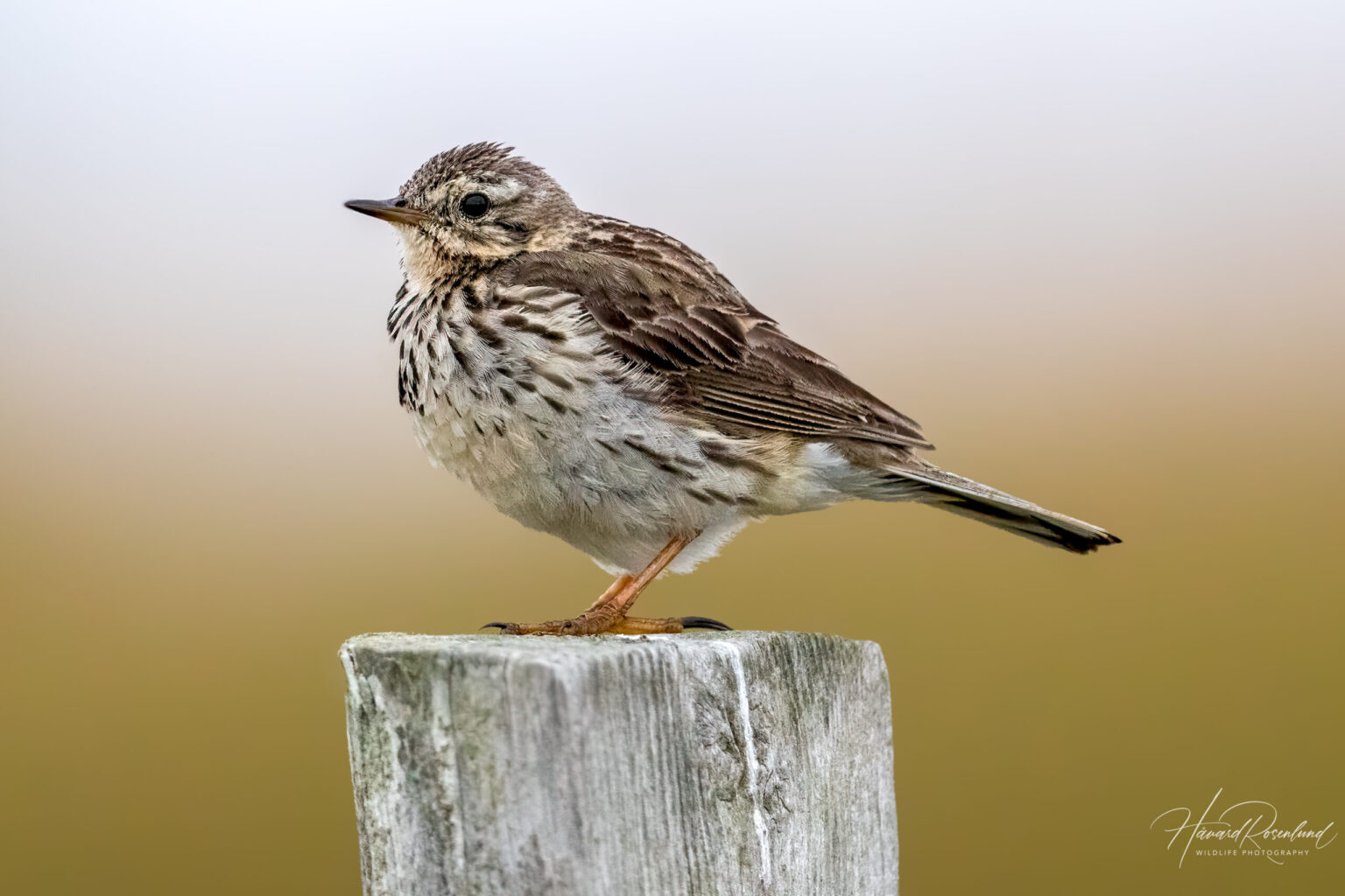 Meadow Pipit (Anthus pratensis) @ Lista, Norway. Photo: Håvard Rosenlund