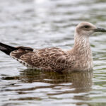 Lesser Black-backed Gull (Larus fuscus) - Juvenile @ Fornebu, Norway. Photo: Håvard Rosenlund