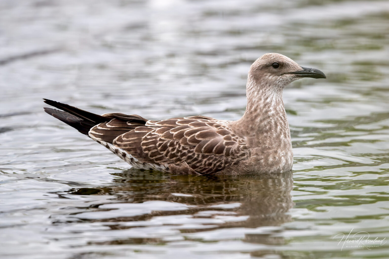 Lesser Black-backed Gull (Larus fuscus) - Juvenile @ Fornebu, Norway. Photo: Håvard Rosenlund