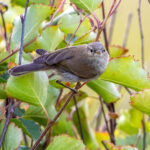 Common Chiffchaff (Phylloscopus collybita) @ Lista, Norway. Photo: Håvard Rosenlund