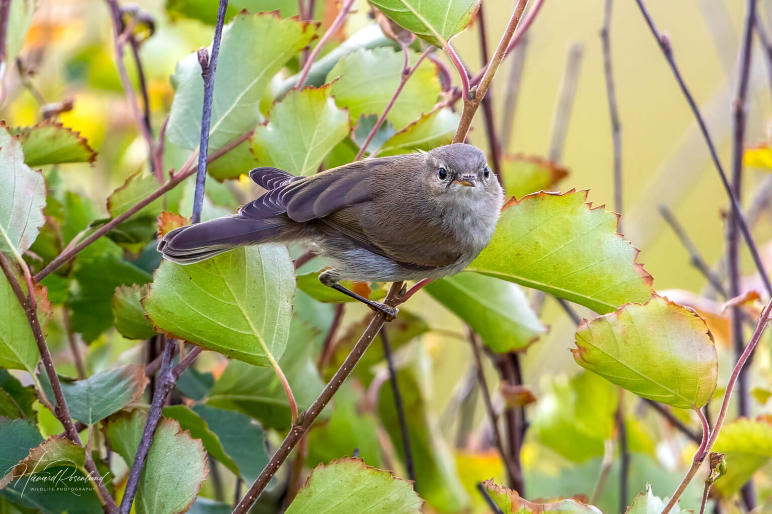 Common Chiffchaff (Phylloscopus collybita) @ Lista, Norway. Photo: Håvard Rosenlund