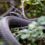 Grass Snake (Natrix natrix) @ Nittedal, Norway. Photo: Håvard Rosenlund