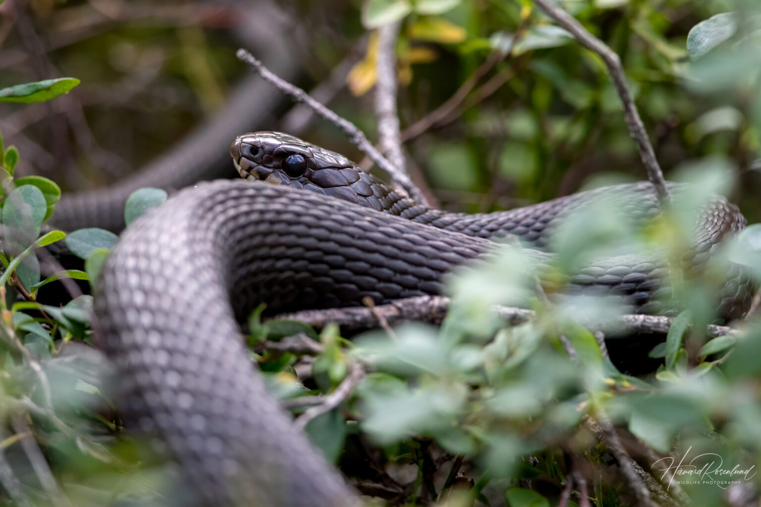 Grass Snake (Natrix natrix) @ Nittedal, Norway. Photo: Håvard Rosenlund