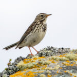 Meadow Pipit (Anthus pratensis) @ Dovrefjell-Sunndalsfjella National Park, Norway. Photo: Håvard Rosenlund