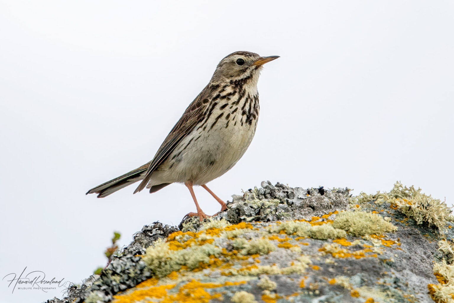 Meadow Pipit (Anthus pratensis) @ Dovrefjell-Sunndalsfjella National Park, Norway. Photo: Håvard Rosenlund