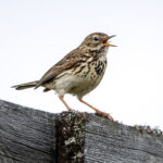 Meadow Pipit (Anthus pratensis) @ Dovrefjell-Sunndalsfjella National Park, Norway. Photo: Håvard Rosenlund