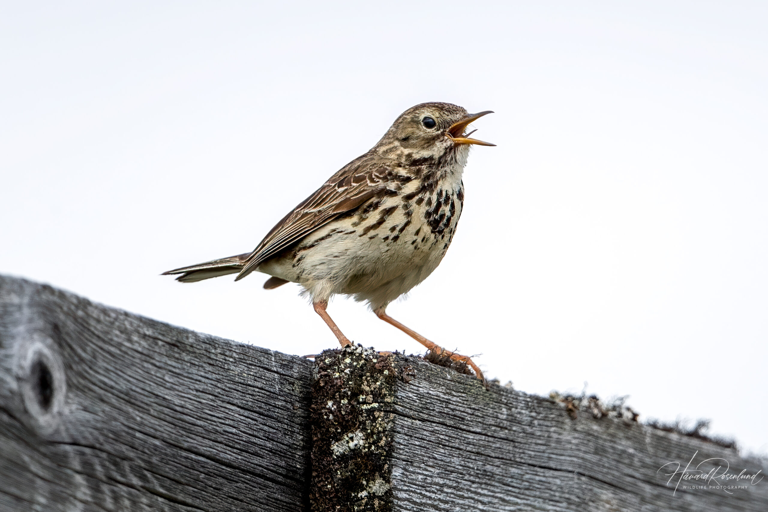 Heipiplerke (Anthus pratensis) @ Dovrefjell-Sunndalsfjella Nasjonalpark. Foto: Håvard Rosenlund