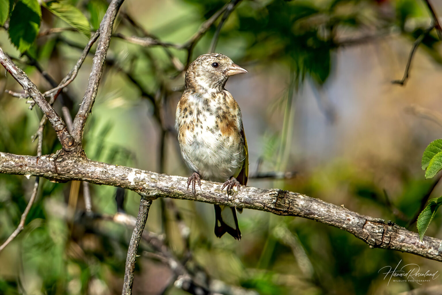 European Goldfinch (Carduelis carduelis) - Juvenile @ Fornebu, Norway. Photo: Håvard Rosenlund