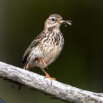 Meadow Pipit (Anthus pratensis) @ Lista, Norway. Photo: Håvard Rosenlund