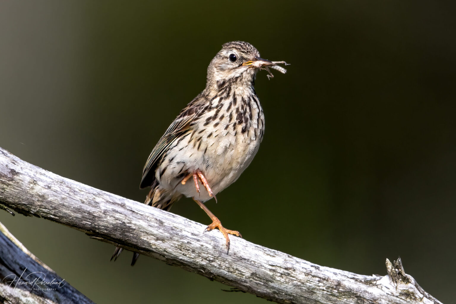 Meadow Pipit (Anthus pratensis) @ Lista, Norway. Photo: Håvard Rosenlund