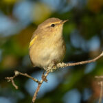 Common Chiffchaff (Phylloscopus collybita) @ Fornebu, Norway. Photo: Håvard Rosenlund