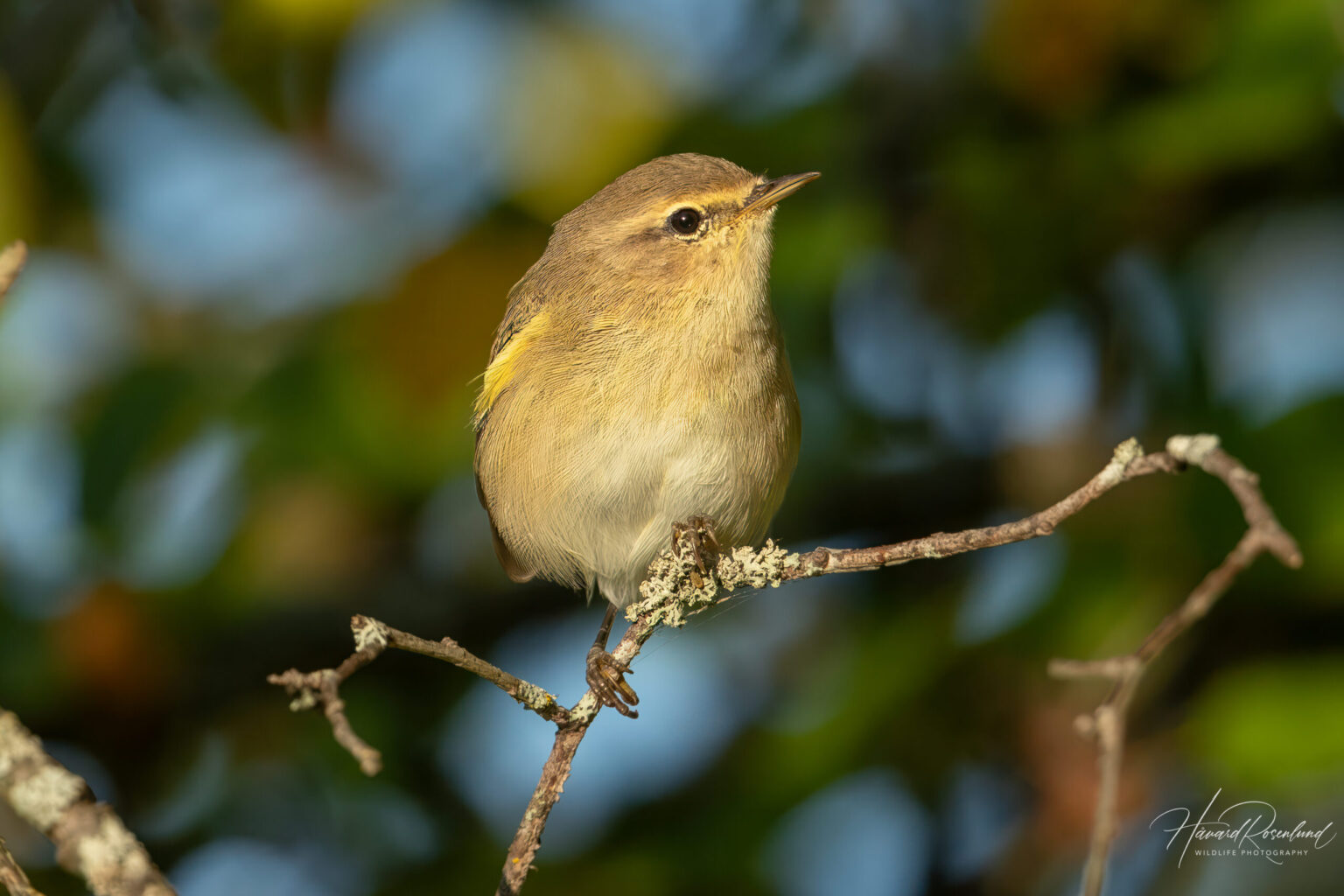 Common Chiffchaff (Phylloscopus collybita) @ Fornebu, Norway. Photo: Håvard Rosenlund