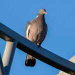 Common Wood Pigeon (Columba palumbus) @ Fornebu, Norway. Photo: Håvard Rosenlund