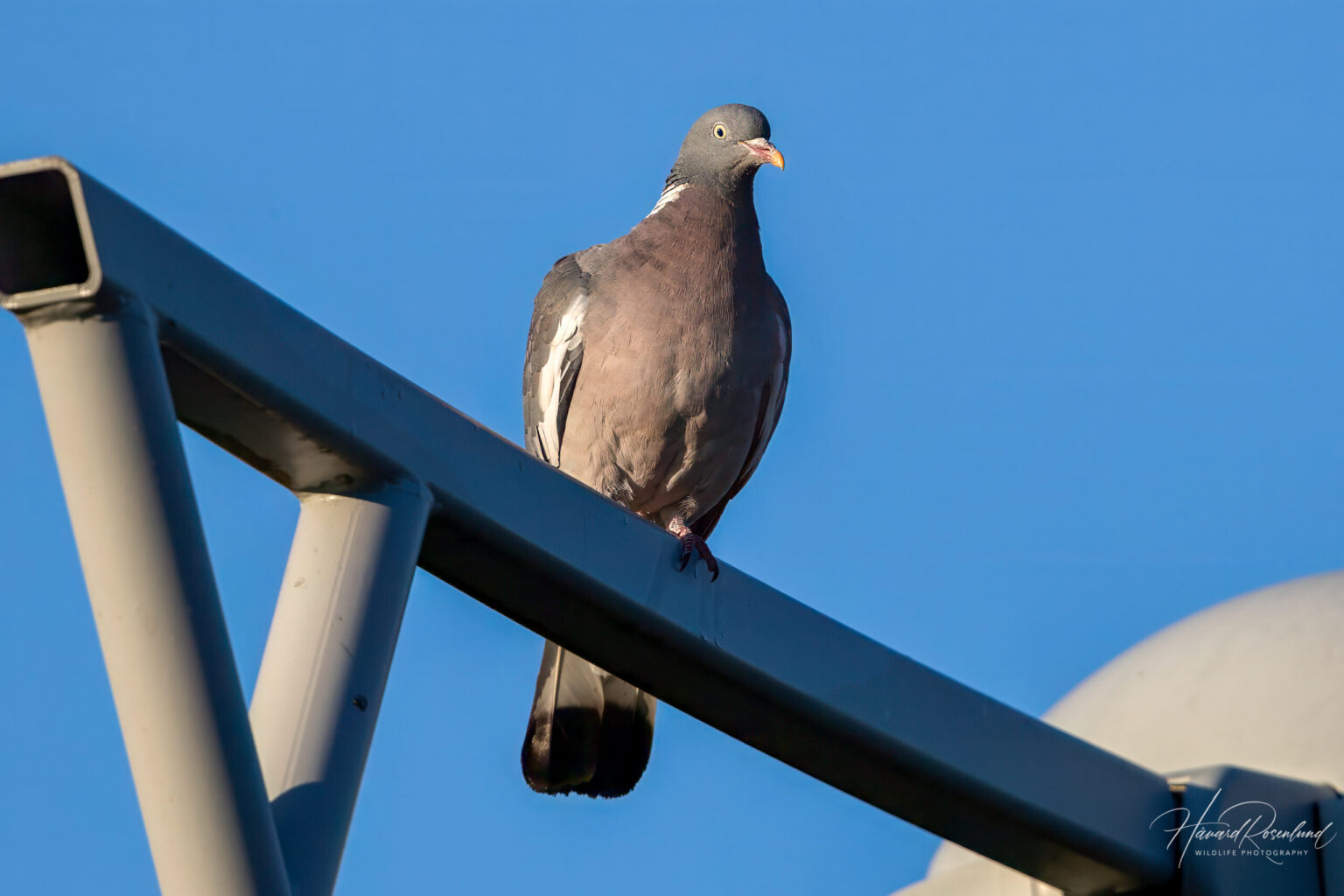 Common Wood Pigeon (Columba palumbus) @ Fornebu, Norway. Photo: Håvard Rosenlund