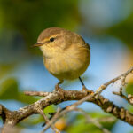 Common Chiffchaff (Phylloscopus collybita) @ Fornebu, Norway. Photo: Håvard Rosenlund
