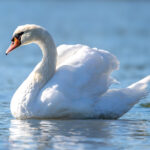 Mute Swan (Cygnus olor) @ Fornebu, Norway. Photo: Håvard Rosenlund