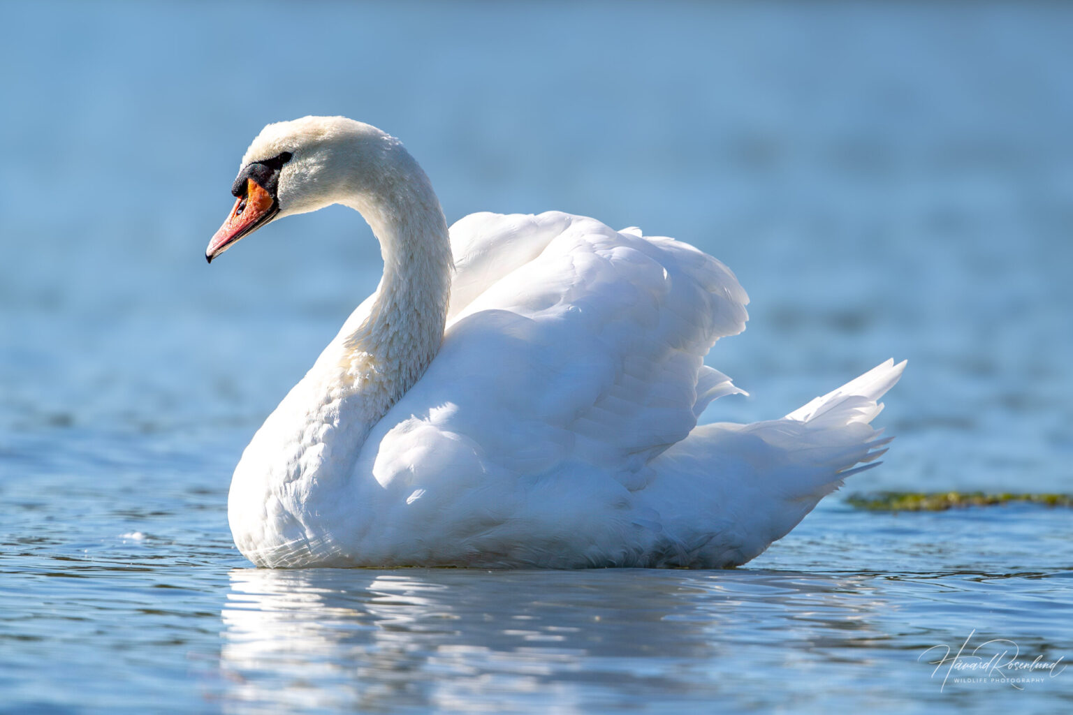 Mute Swan (Cygnus olor) @ Fornebu, Norway. Photo: Håvard Rosenlund