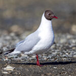 Black-headed Gull (Chroicocephalus ridibundus) @ Fornebu, Norway. Photo: Håvard Rosenlund