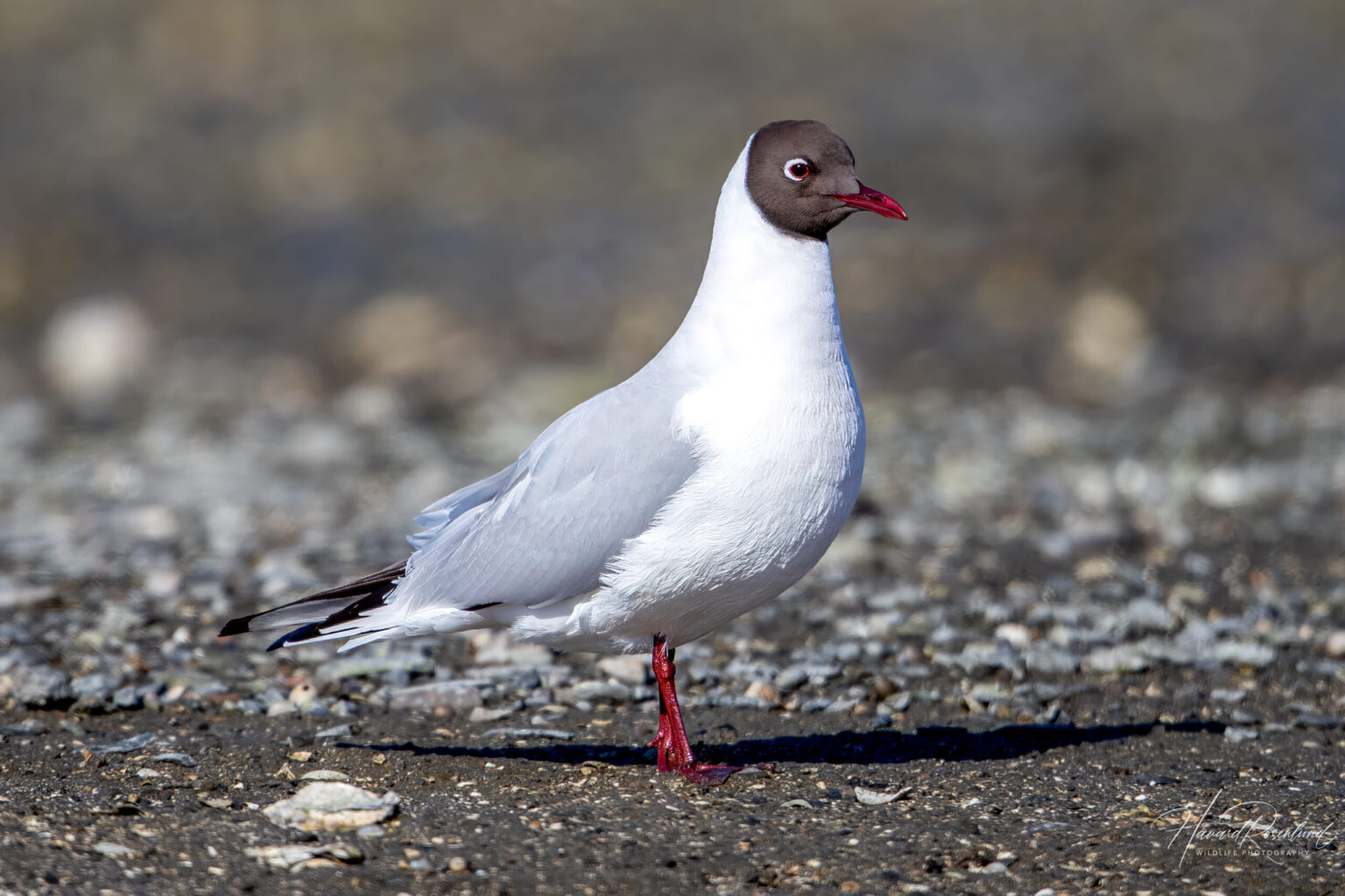 Black-headed Gull (Chroicocephalus ridibundus) @ Fornebu, Norway. Photo: Håvard Rosenlund